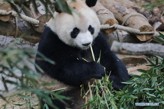 Giant panda Xingbao eats in its enclosure in Qianlingshan Park in Guiyang, capital of southwest China's Guizhou Province, April 22, 2018. (Xinhua/Ou Dongqu)